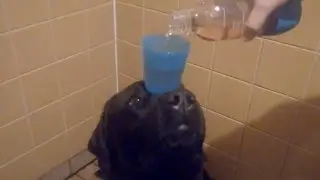 Labradorinnoutaja tarjoilijana / Labrador retriever bartender (2y 6mths)