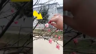DIY Wax Flowers ‼️
