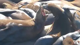 Sea Lions Antics