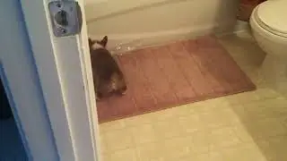Leeloo as a puppy about 8 years ago