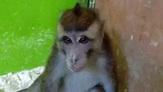 Monkey in Philippines