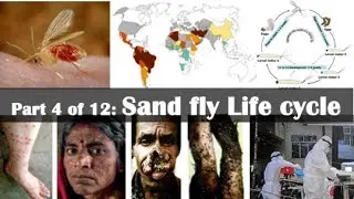 The life cycle of a sand fly: From Egg to Adult