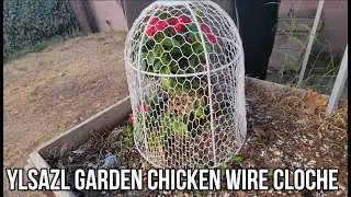 YLSAZL Garden Chicken Wire Cloche