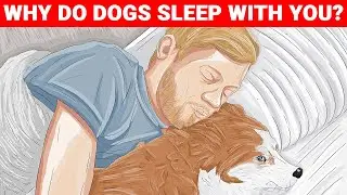 Why Does Your Dog Sleep With You?