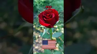 National Flowers | world top 10 #country #national #shorts #short #flowers