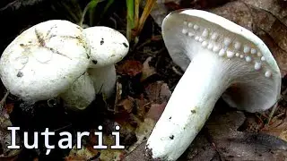 Lactarius Piperatus - ciupercuța zilei - iuțarul, lăptuca iute