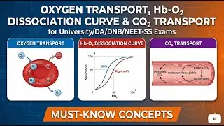 Oxygen Transport, Oxyhemoglobin Dissociation Curve and Carbon Dioxide Transport