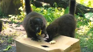 Lola, der Rotbauchmaki-Nachwuchs - Lola, the newly born red-bellied lemur