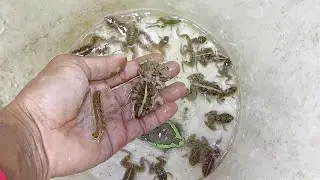 CATCHING A FUNNY FROGS WITH NIGHT MAN AND MAKE OF YOU WANT TO LAUGHT EP11 #frog #funny