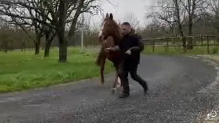 DANDOURA DE RODAIM (UAE) Chestnut Mare 2015