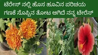 ಟೆರೇಸ್ ನಲ್ಲಿ ಗಣಕೆ ಸೊಪ್ಪು ಹಾಗೂ ಹೂವುಗಳ ಹಾರ್ವೆಸ್ಟ್