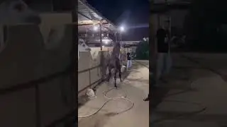 Большой парень не дурачился