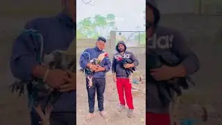 Java and Taj murga black aseel murga Bhai Karo shok plz subscriber our channel Aseel Taj lovers