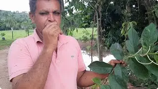 Bora Plantar meu Povo 😂 Maçã 🍎 Pêssego 🍑 Manga 🥭 Jaborandi bonito 