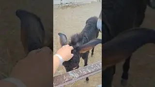 #donkeys #animals #cyprus #shortswithcamilla #youtubeshorts #viralvideo #cuteanimals #wow #vlog
