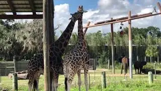 Mr ANd Mrs Giraffe in Lowry Park Zoo