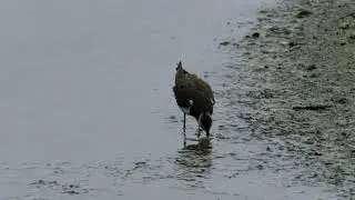 Lapwing feeding