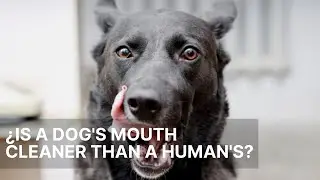 😱 &iquest;Is a Dog's Mouth Cleaner Than a Human's?