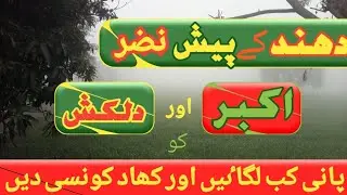 second irrigation fertilizer for wheat crop | benifits of fog in wheat | zikria agri information