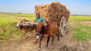 Bullock Cart Heavy Load Paddy Ride | Bullock Cart Race | Cow videos India