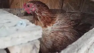 &iquest;Conviene incubar y sacar pollitos en oto&ntilde;o?