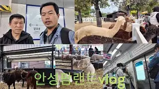 देउसी खेल्दै खेल्दै Aensongfarmland पुगियो। 
