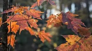 The Leaves Had a Party One Autumn Day | Piano Instrumental Fall Song with lyrics