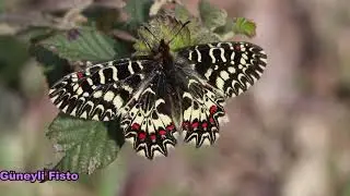 G&uuml;neyli Fisto / Southern Festoon / Zerynthia polyxena