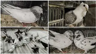 কবুতর গুলি ডিম দিলো কি না 🤔