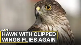 Artificial wings help hawk fly again | Operation Hawk lasted for over 2 hours | WION News