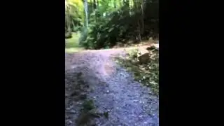 Bella walking on Sheepback Mountain 1