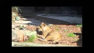 SFZoo Lion Cub and Mama - Clip 1