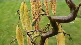 Corylus Avellana Contorta