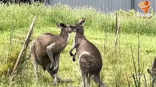 Wildlife Wonders