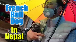 Vlog For Pet Lovers By Pet Povers | French Bull Dog Puppy In Nepal