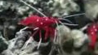 Lysmata Debelius Marine Life