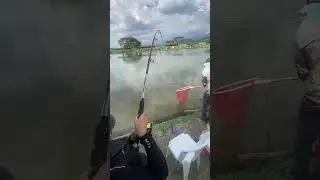 Captura de Cachama 17 libras 😨 #fishing #fish #pescar #calicolombia