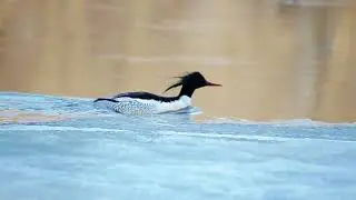 Чешуйчатый крохаль (Mergus squamatus) в Биробиджане.