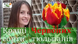 Кращі тюльпани червоні двоколірні для вигонки