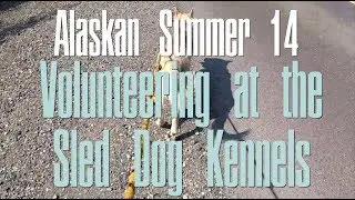 Puppies and Dog Walking at Denali's Sled Dog Kennels - Alaskan Summer 14