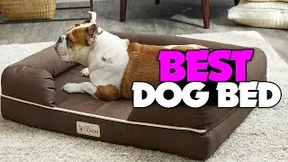 TOP 5: Best Dog Bed [2022] | Our Top Picks!