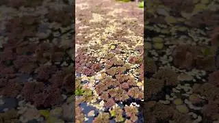 How can moss grow underwater? #shorts