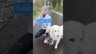 💡Hundetipp f&uuml;r Hundebegegnungen an der Leine. #leinenf&uuml;hrigkeit #hundebegegnung #hundevideo