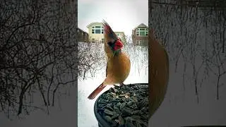 Beautiful Cardinal bird, backyard bird #cardinal #birds #viral #shorts #nature #bird #wildlife #wild