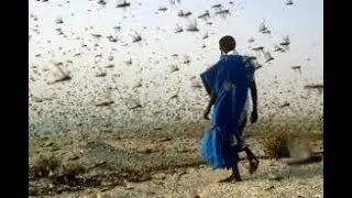 5 Months of Torment (locusts plague Churches)