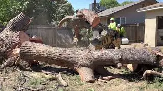 Fresno Tree Removal | Travis Tree Service (559) 720-1384