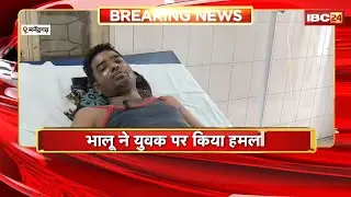 Manendragarh Bear Attack News : रिहायशी क्षेत्र में भालुओं का आतंक। भालू ने युवक पर किया हमला
