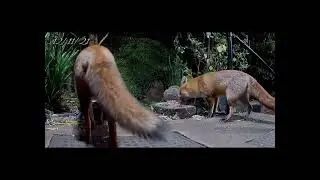 Our very own urban wildlife 