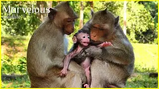 Sweet family...! Awesomely mom Jazzy utmost care to adorable Jiva, Nice actions Jiva's aunt