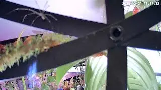 I allow many indoor spiders for bug control around my plants #plants #spiders 